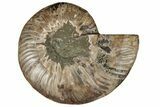 Cut & Polished Ammonite Fossil (Half) - Crystal Filled Chambers #191672-1